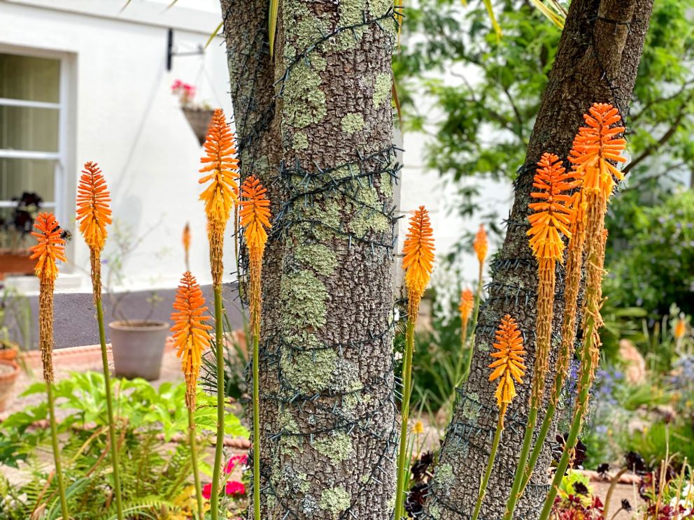 The Muntham Luxury Holiday Apartments in Torquay - surrounded by exotic tropical gardens