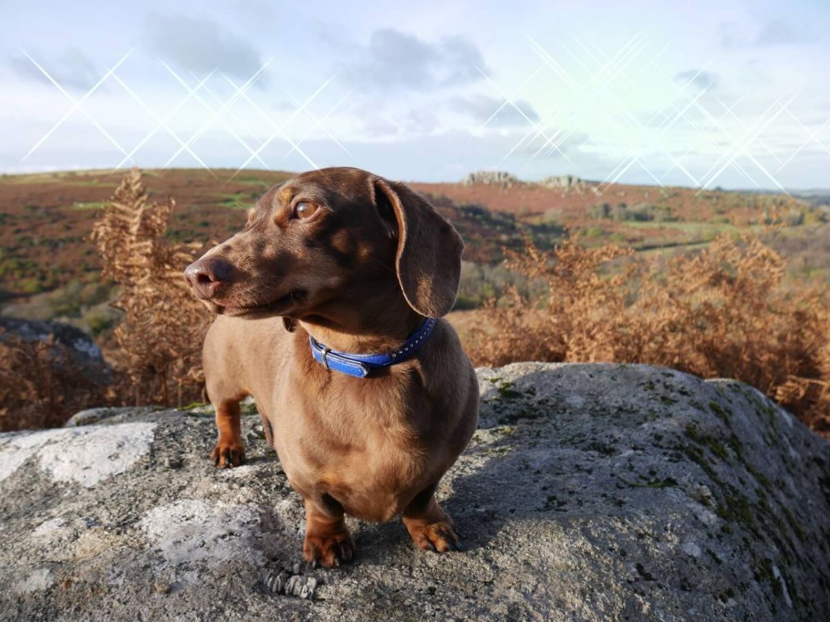 Dog Friendly Holidays in Torquay Self Catering