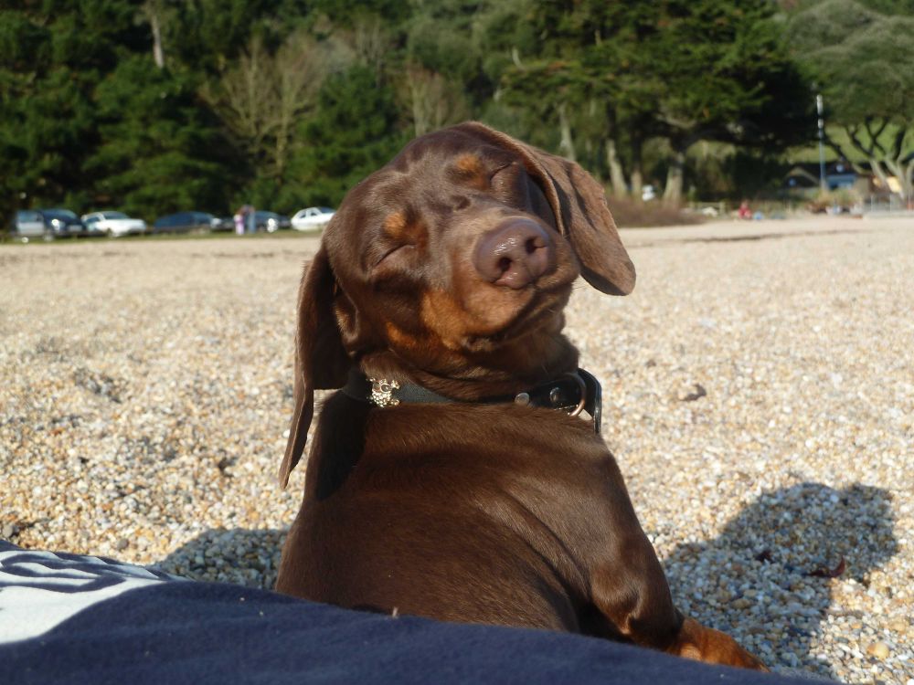 Dog Friendly Holidays Torquay