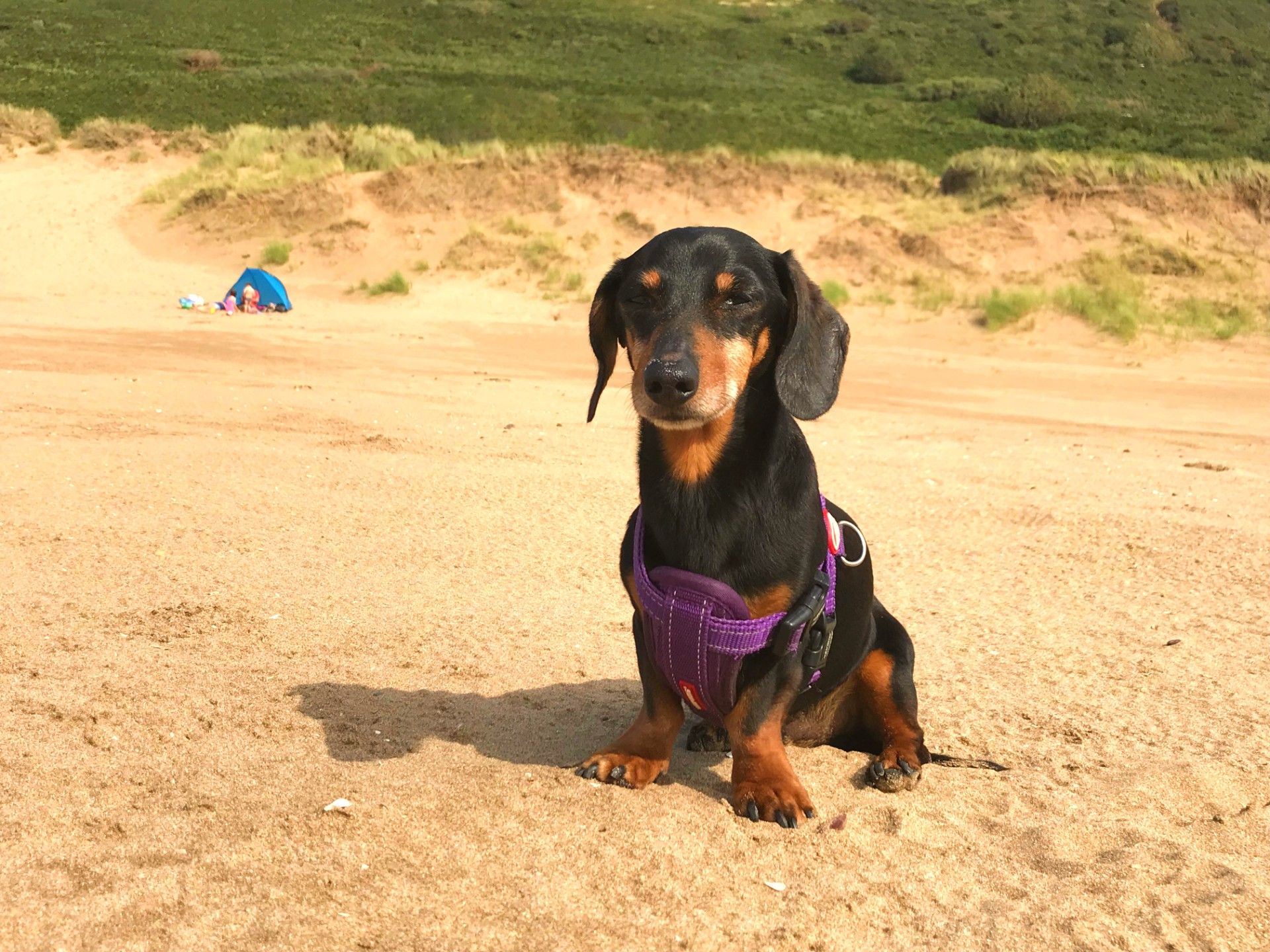 Dog Friendly Holidays in Torquay Self Catering